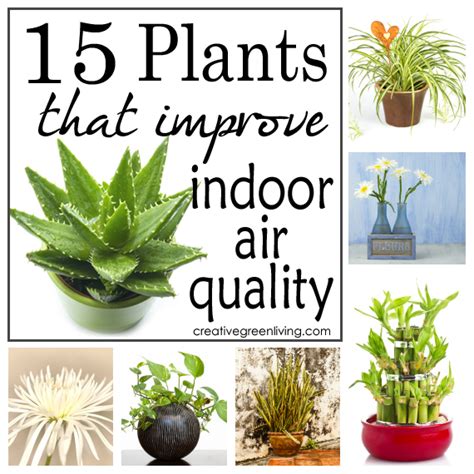 plant that are small but help with air quality